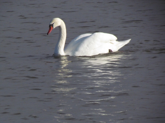 Labuť hrbozobá - poézia v pohybe