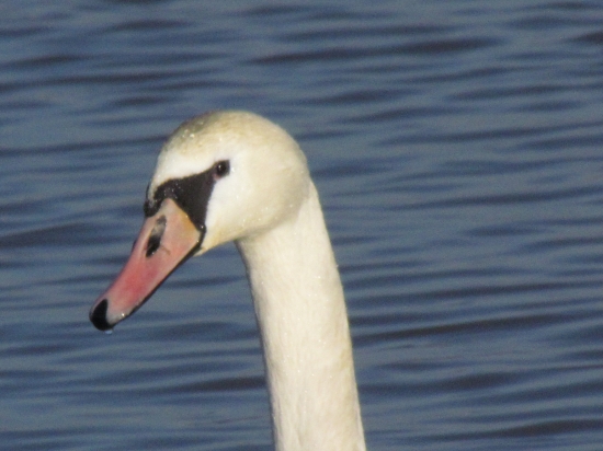 ...dnes som akási nachcípaná...