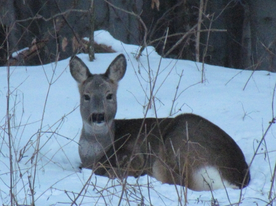 Stelesnená elegancia