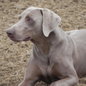 Arko