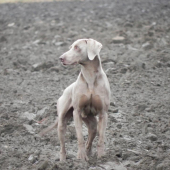 Arko