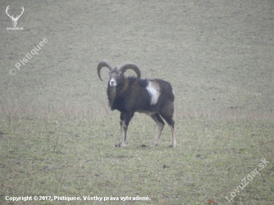 Muflón