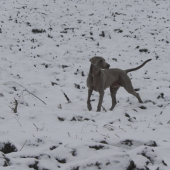 Arko