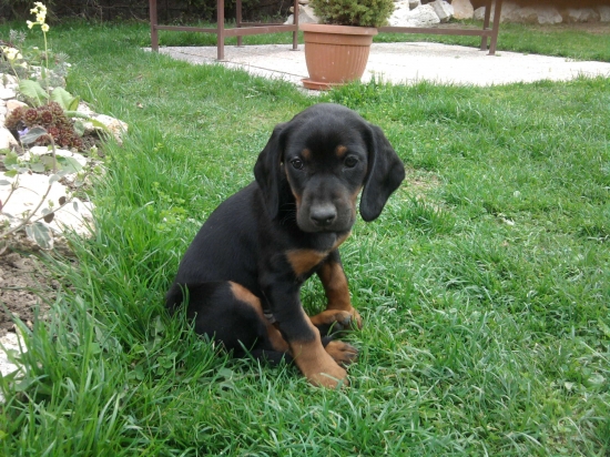 Nový člen našej rodiny JULKA Sokolie hniezdo