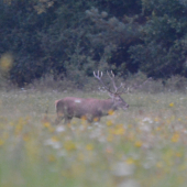 Spomienka na ruju...