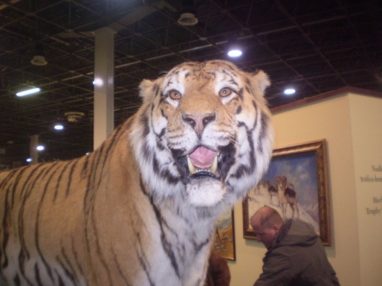 tiger