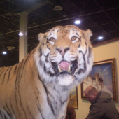 tiger