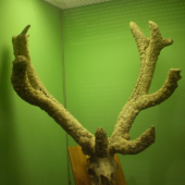 úhyn