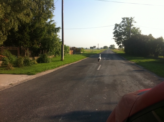 daj prednosť v jazde:)