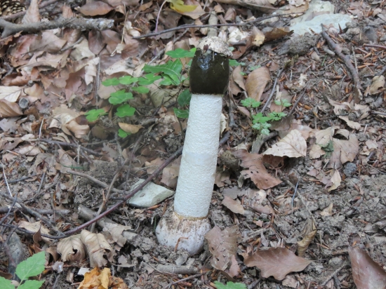 krásavec zo stretka