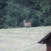 streli sme sa na stretku :))