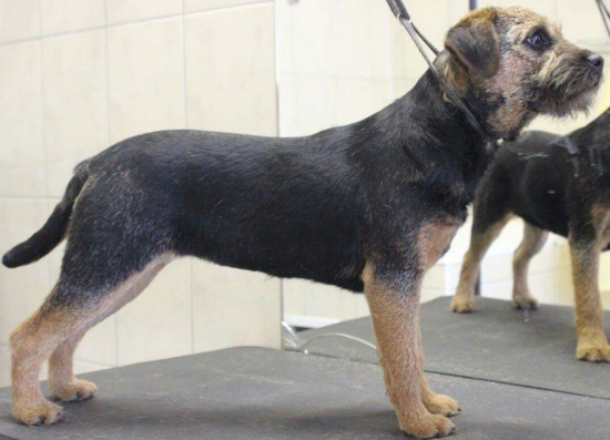 Jessie Slovakia lutra..