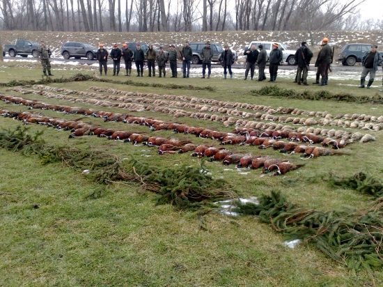 Polovka Dolny Chotar