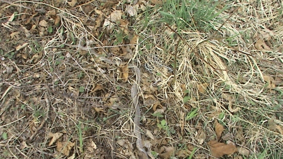 prvá tohoročná pri starej koži