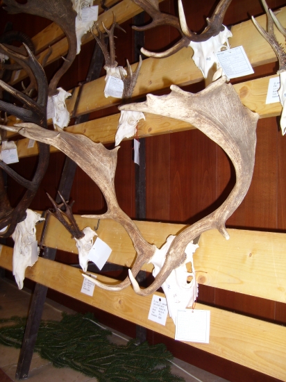 otcov zlatý 184,87 bodový