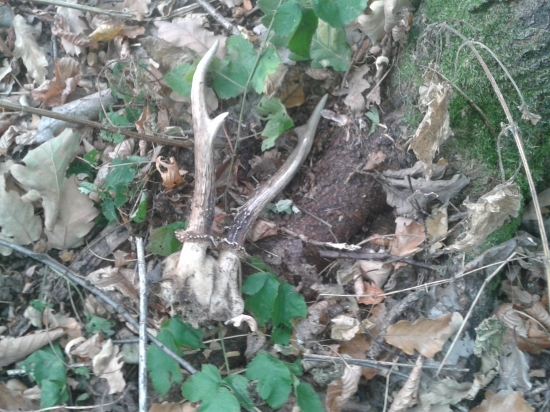 dnes na hosťovskej sa zadarilo