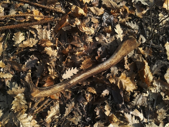 skoro som naň šľapil :D