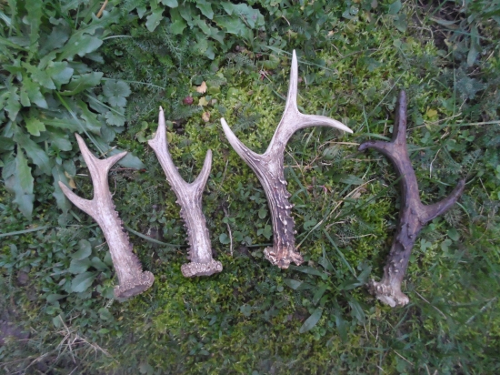 dnes v okruhu 30 metrov neskutočné šťastie :)