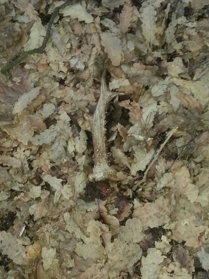 srnčí tiež potešil