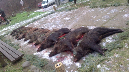 Hosťovská poľovačka