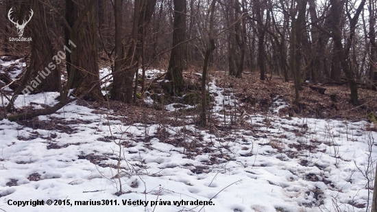 prvy 2015