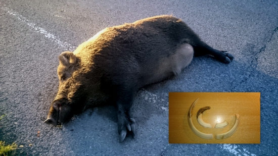 Nestihol prejst cez cestu