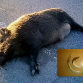 Nestihol prejst cez cestu