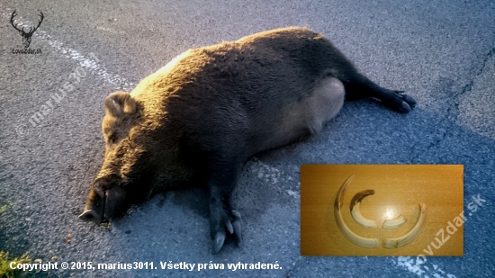 Nestihol prejst cez cestu