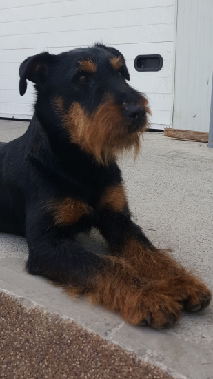 BLACK  z vavrekoveho dvora