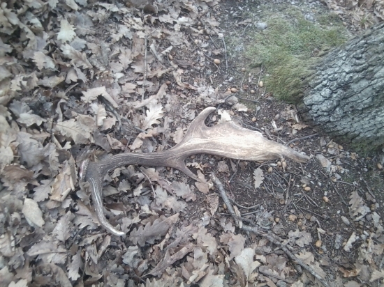 dnešná prechádzka