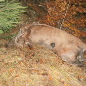 Minuloročný  úhyn