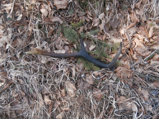 dnešný, ale minuloročný...