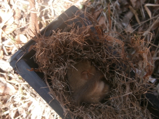 Prezimoval v lapači :)