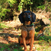 Kora :)