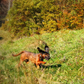 Kora
