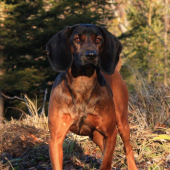 Kora