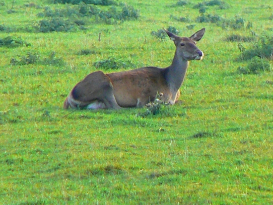 siesta