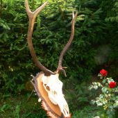 hotovo
