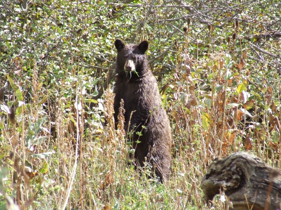 mladý grizzly