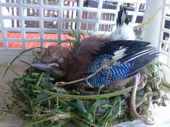 nenašiel som hniezdo