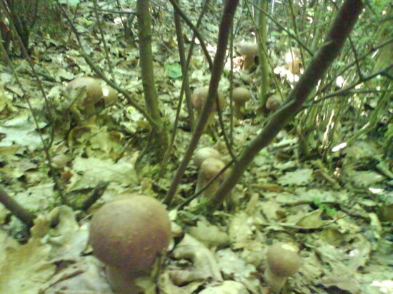 Pekna podivana pre Hubara