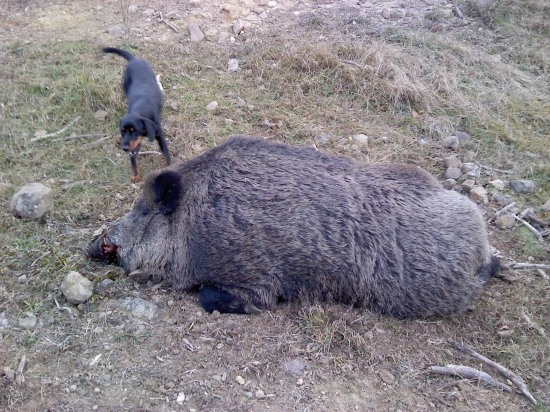 spoločná poľovačka Madačka