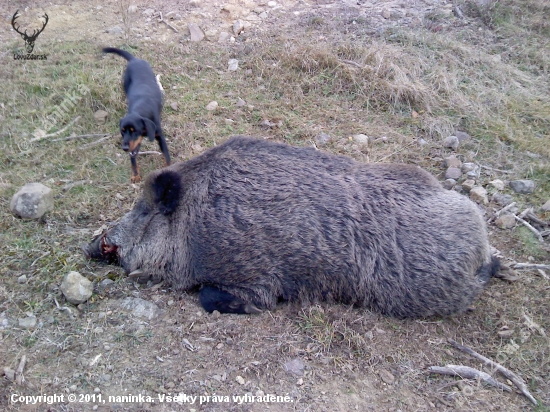 spoločná poľovačka Madačka