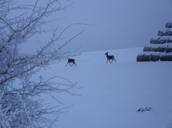 Pristihnuté na družstevnom :-)