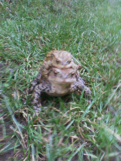 Poschodová žaba :-)