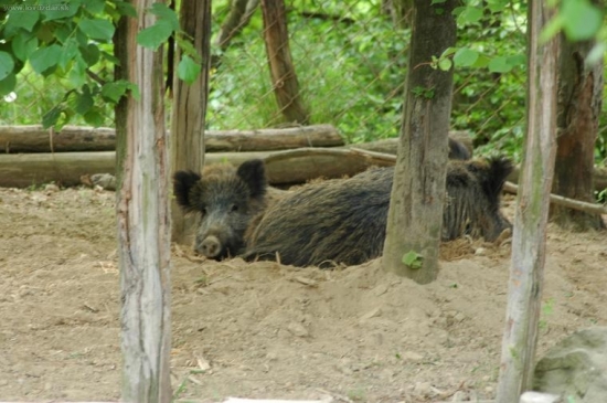 Obora Dobrá Niva