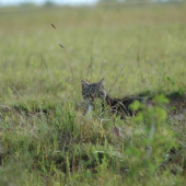 škodná alebo divá???