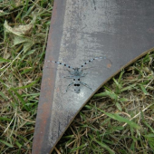 Rosalia alpina