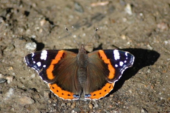 babôčka admirálska (Vanessa atalanta)