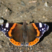 babôčka admirálska (Vanessa atalanta)